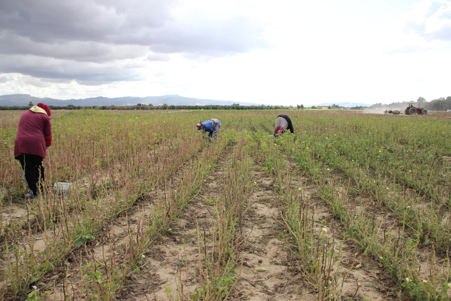 Female Agricultural Workers: At the Heart of Food Security while Deprived of Basic Rights
